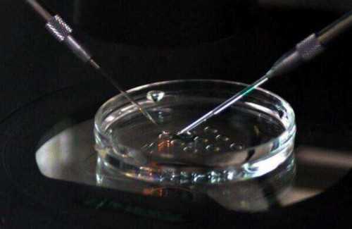 代孕公司哪家成功率高_试管包儿子吗,有胎心胎芽还会胎停吗？