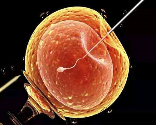 国内供卵公司室_3代试管包生男孩,排卵期会持续几天结束?还是一直排卵吗?